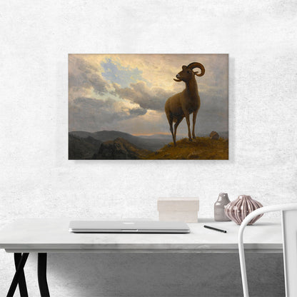 Bighorn Sheep 1876
