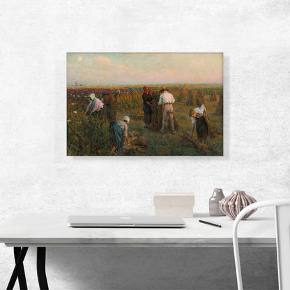 Harvesting The Oil Poppies