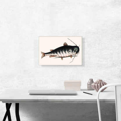 Cat Fish