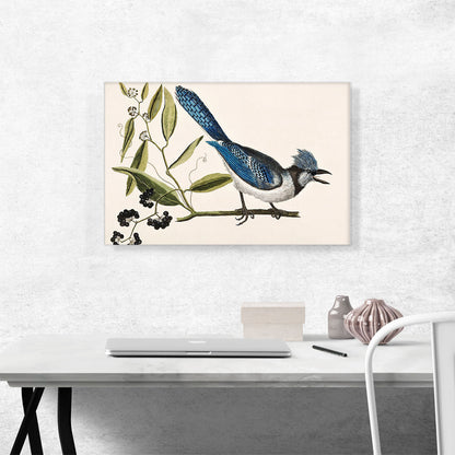 Crested Jay