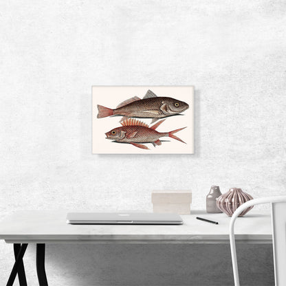 Croaker Squirrelfish 1754