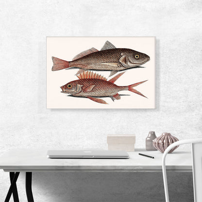 Croaker Squirrelfish 1754