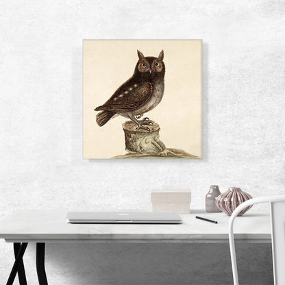 Eastern Screech Owl