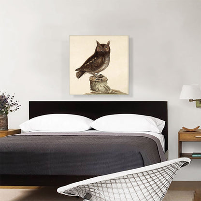 Eastern Screech Owl