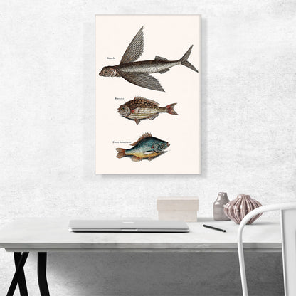 Flying Fish Rudder Fish And Perch