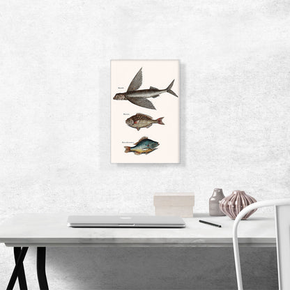 Flying Fish Rudder Fish And Perch