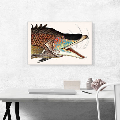 Great Hog Fish