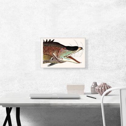 Great Hog Fish