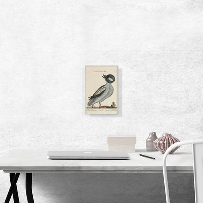 Baffle Head Duck
