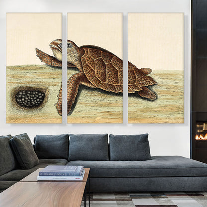 Hawksbill Turtle 1743
