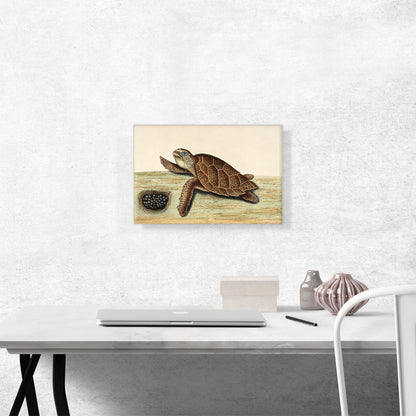 Hawksbill Turtle 1743