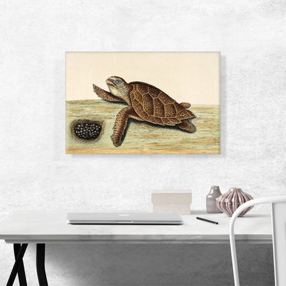 Hawksbill Turtle 1743