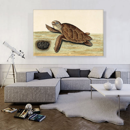 Hawksbill Turtle 1743