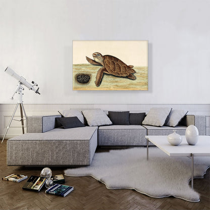 Hawksbill Turtle 1743