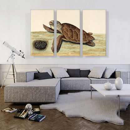 Hawksbill Turtle 1743