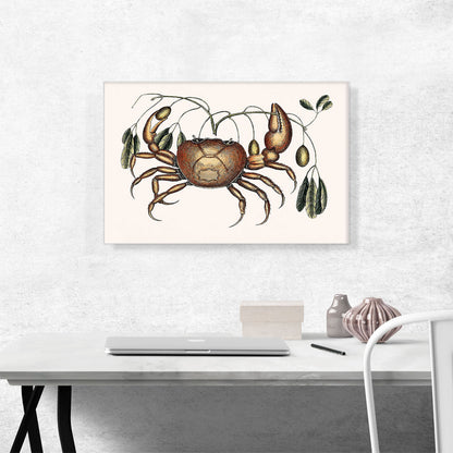 Land Crab