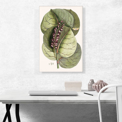 Mangrove Grape-Tree And Great Horned Butterfly
