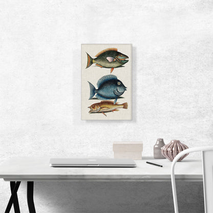Parrot Fish Tang Fish And Yellow Fish