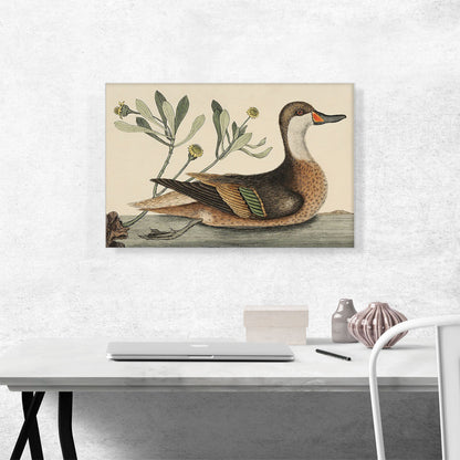 Bahama White-Cheeked Pintail