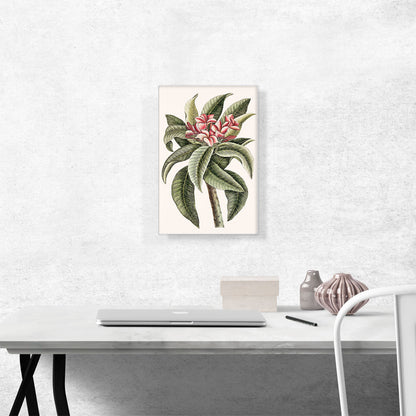 Plumeria 1754