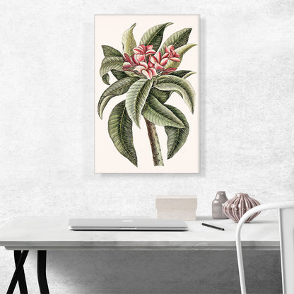 Plumeria 1754
