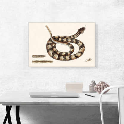Rattle Snake