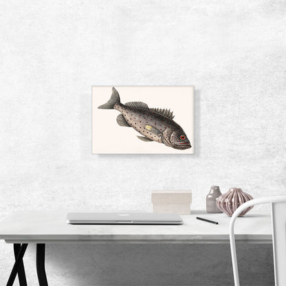 Rockfish
