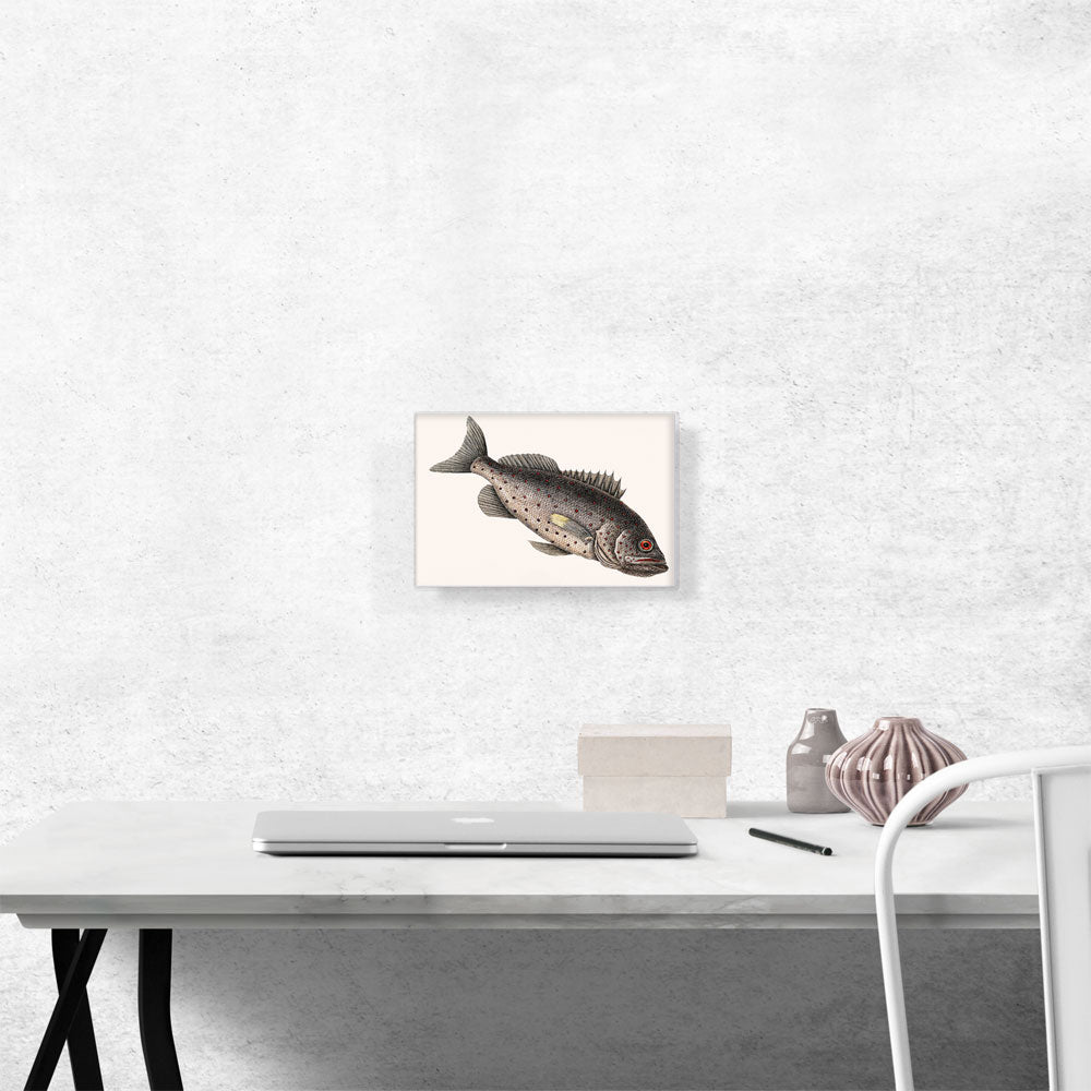 Rockfish