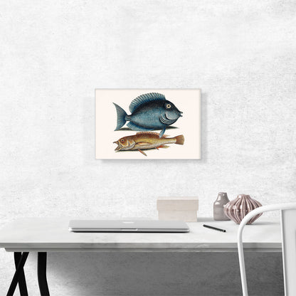 Tang Fish Yellow Fish