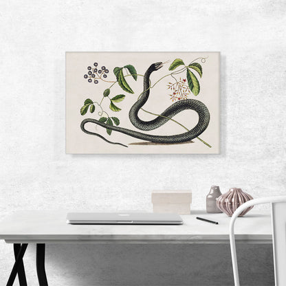The Black Snake