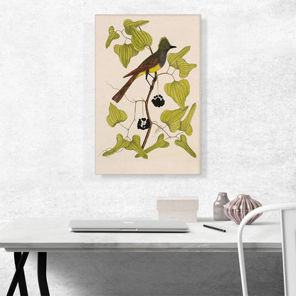 The Crested Fly Catcher