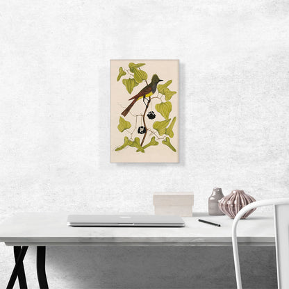 The Crested Fly Catcher