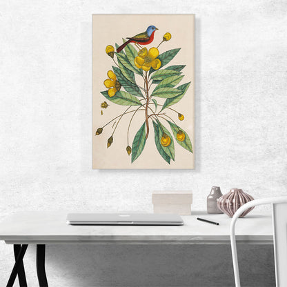 The Painted Finch