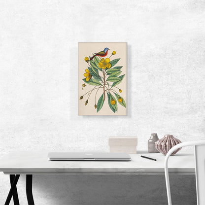 The Painted Finch