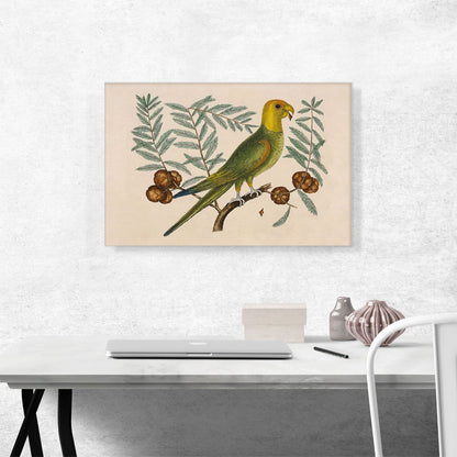 The Parrot Of Carolina