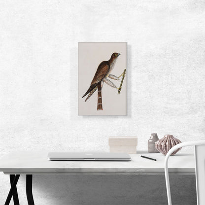 The Pigeon Hawk