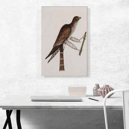The Pigeon Hawk