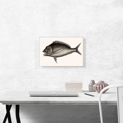 The Porgy 1754
