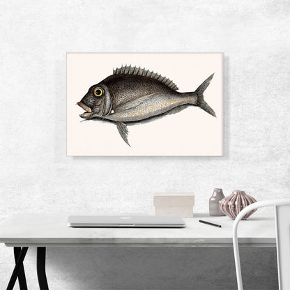 The Porgy 1754