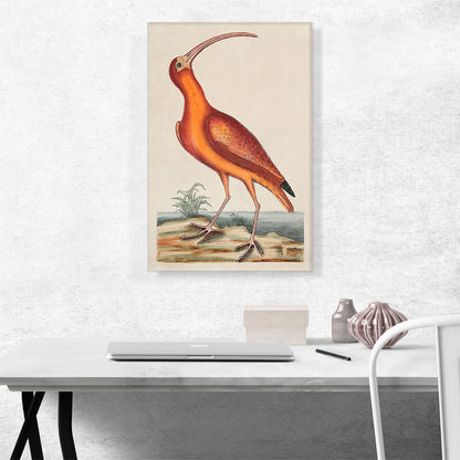 The Red Curlew