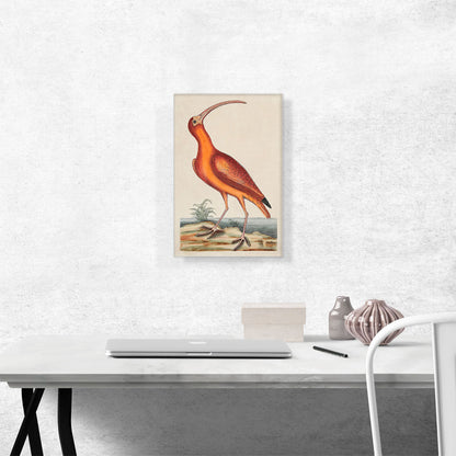 The Red Curlew