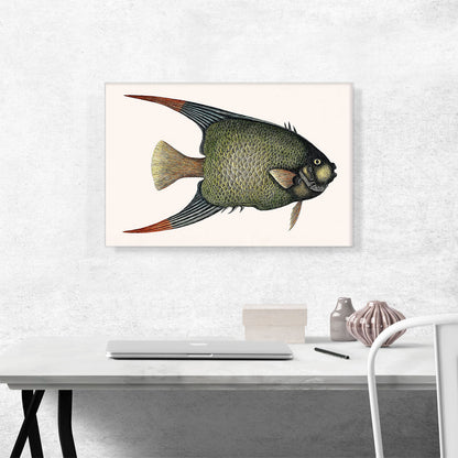 Vintage Illustration Of Angel Fish