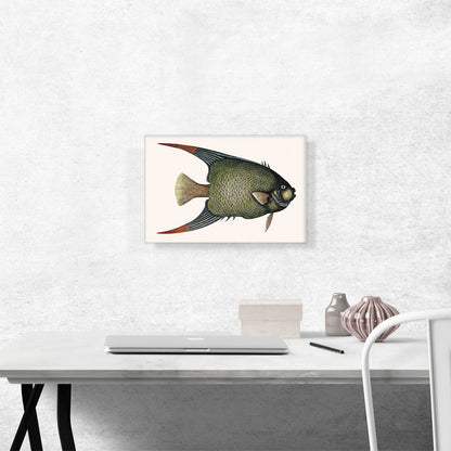 Vintage Illustration Of Angel Fish