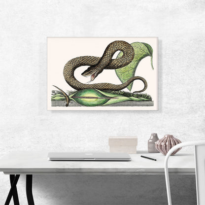 Vintage Illustration Of Brown Viper