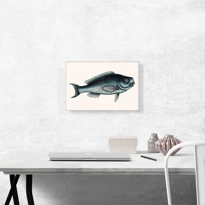 Blue Fish