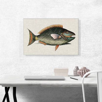 Vintage Illustration Of Parrot Fish