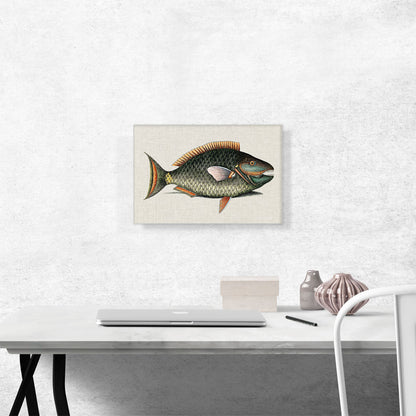 Vintage Illustration Of Parrot Fish