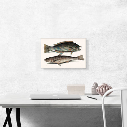 Vintage Illustration Of Puddingwife Carolina Whiting