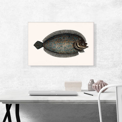 Vintage Illustration Of Sole Fish