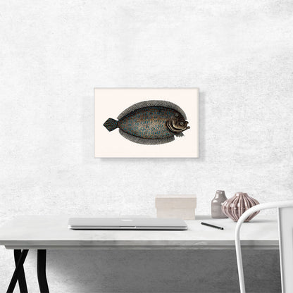 Vintage Illustration Of Sole Fish